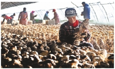 遼陽縣落虎莊村：秸稈種香菇 環保又增收