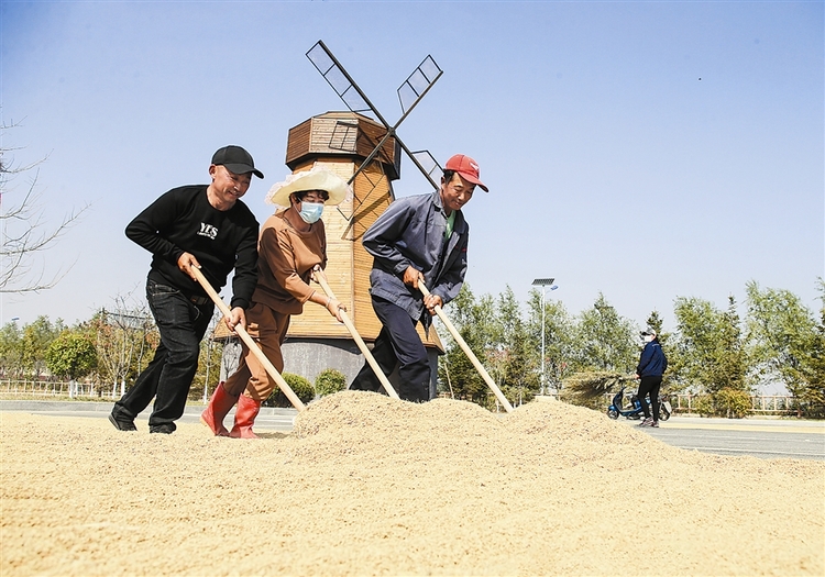 大連鹽鹼地裏飄出稻花香