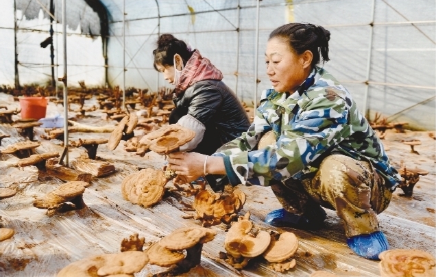 阜新：小靈芝撐起“致富傘”