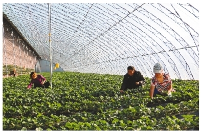 鳳城市岔路村冬日大棚勞作忙