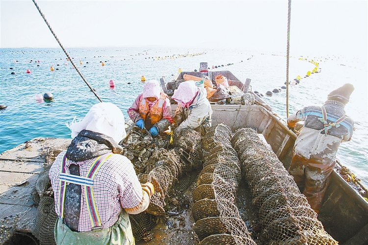 長海漁嫂：人勤快 日子就能“小康”