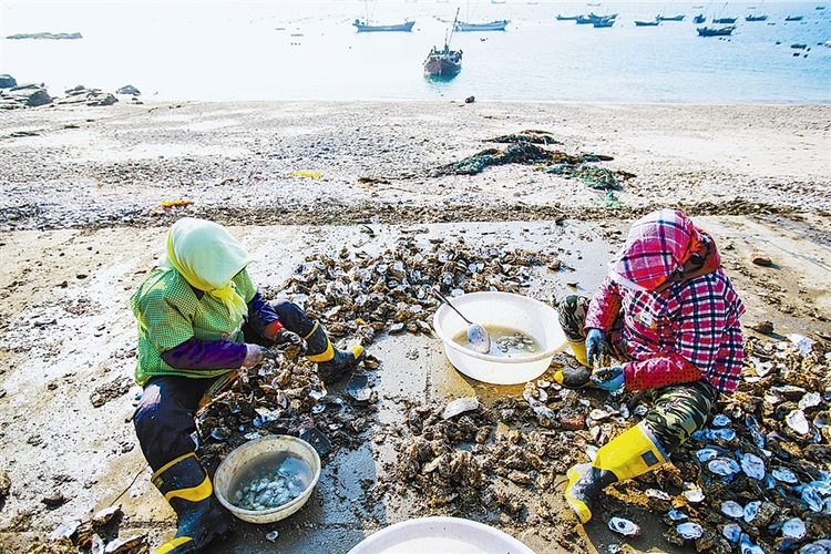 長海漁嫂：人勤快 日子就能“小康”