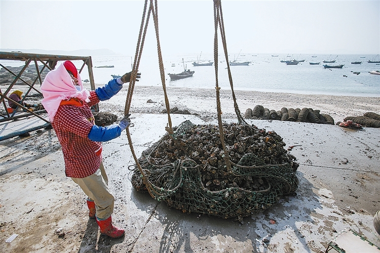 長海漁嫂：人勤快 日子就能“小康”