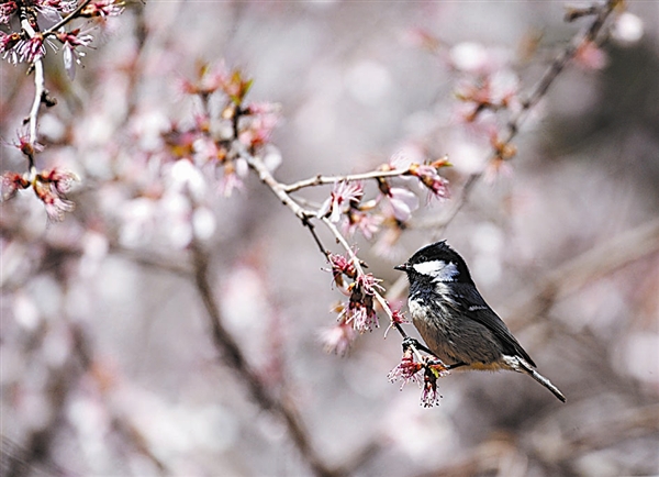 到大連徜徉花海 聆聽鳥鳴