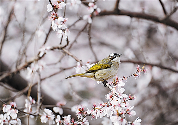 到大連徜徉花海 聆聽鳥鳴