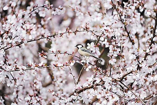 到大連徜徉花海 聆聽鳥鳴