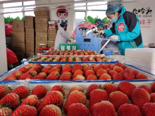 大連莊河市委常委當“網紅”為草莓代言