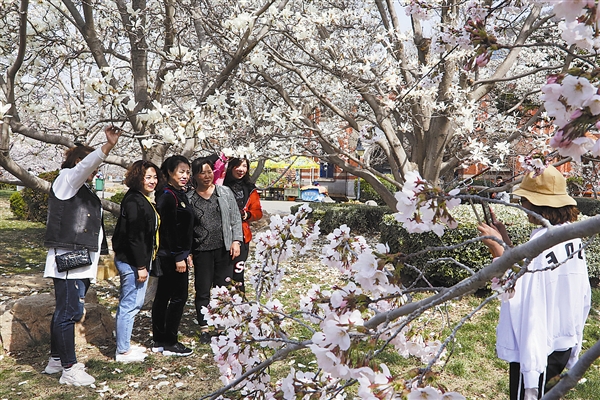 大連龍王塘櫻花園提前進入盛花期