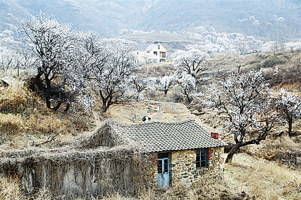 黑山幽谷處 杏花飄如雪