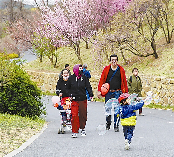 大連英歌石植物園 定格不一樣的春色