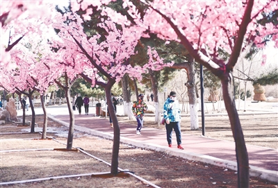 瀋陽：“桃花園”健身遊