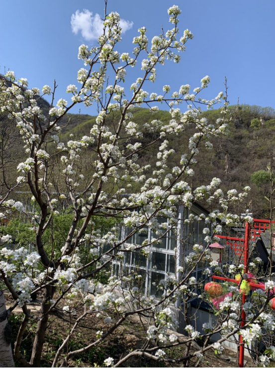 開原市梨花節啟幕 趁春暖一睹萬樹梨花風采