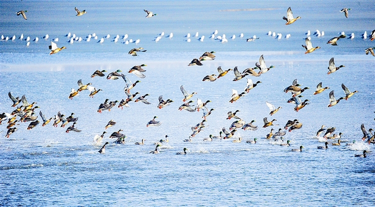 遼寧：禽鳥鬧春海_fororder_海鳥