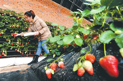 遼寧：巾幗助力鄉村振興