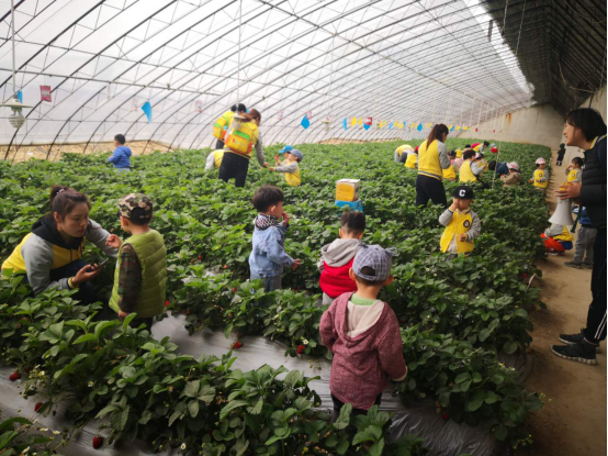 “大拇指研學”帶領瀋陽貝爾迪幼兒園小朋友開展農業研學