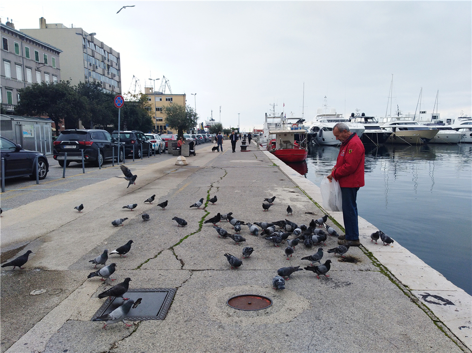 The oldman feeding pigeon_fororder_6老人與海