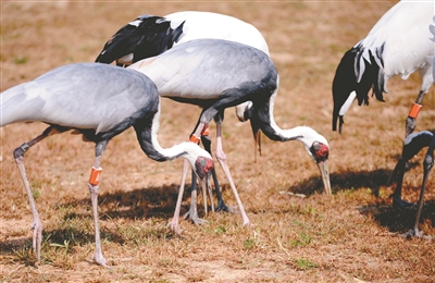 瀋陽森林動物園3月26日開園