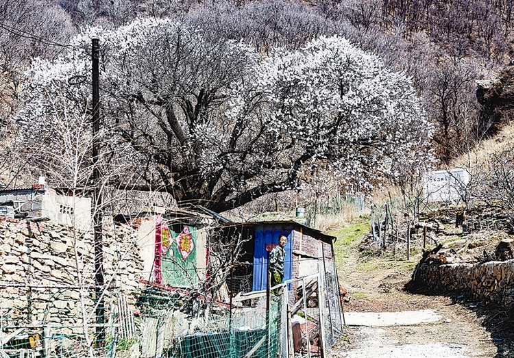 大連：人間四月春意濃 杏雪初芳解鄉愁_fororder_3