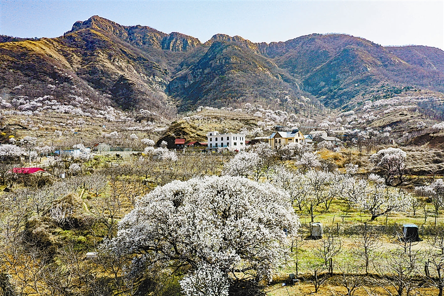 大連：人間四月春意濃 杏雪初芳解鄉愁_fororder_5