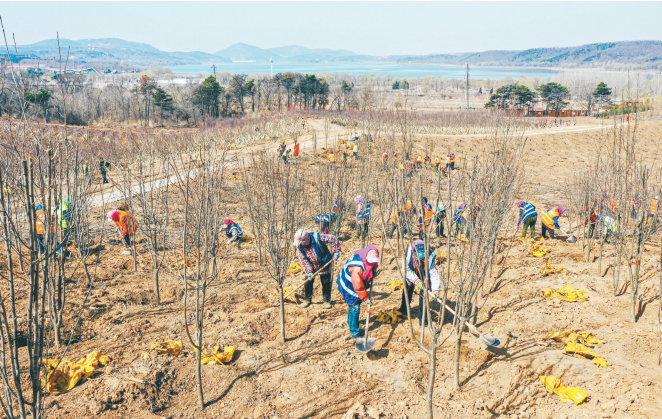 瀋陽：以綠蔭城 植樹添彩_fororder_1617931973(1)