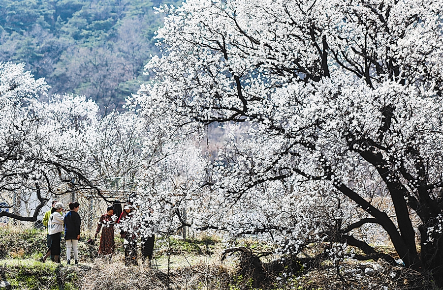 大連：人間四月春意濃 杏雪初芳解鄉愁_fororder_4