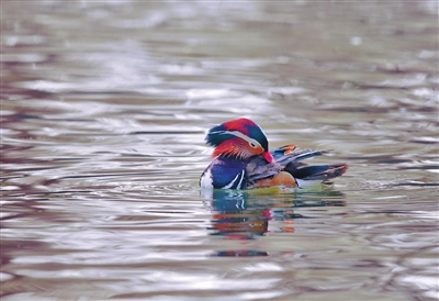 瀋陽：春意向北 鳥飛魚躍_fororder_沈晚1