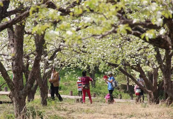 （加急）4月24日2021千山梨花節系列活動啟幕_fororder_圖片1