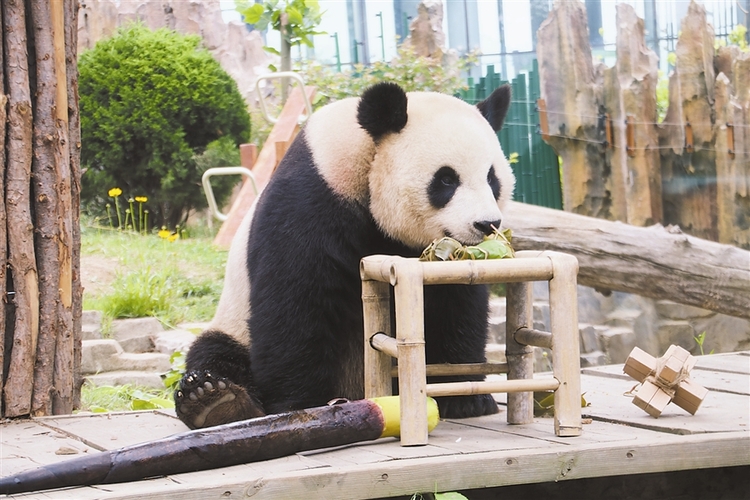 趣 動物過端午 禮物挺“走心”