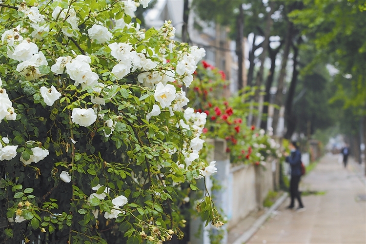 繽紛花路扮美大連