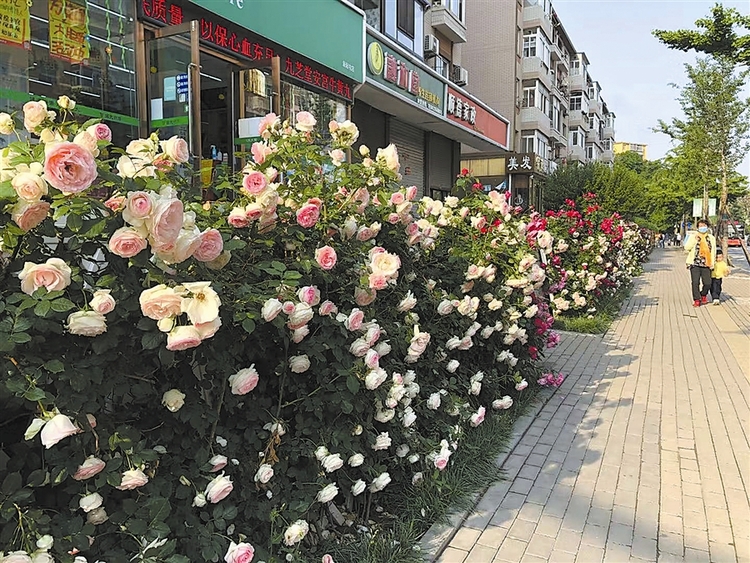 繽紛花路扮美大連