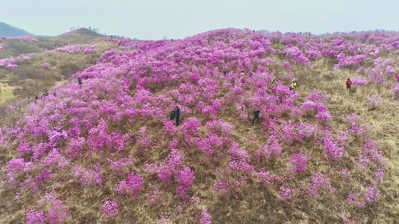 免費暢遊 遼寧岫岩第三屆千畝映山紅旅遊節開幕