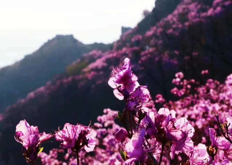 遊客可免費預約觀賞大連大黑山杜鵑花海