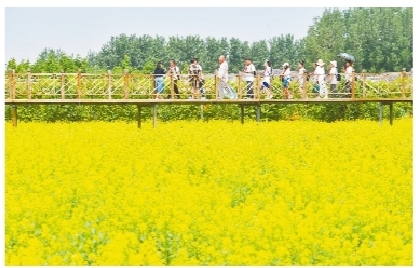 賞油菜花海 品視覺盛宴