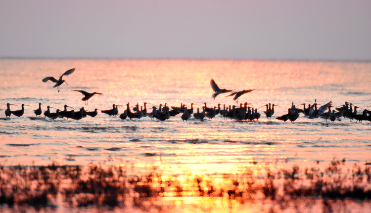 中國春季奇觀：營口數百萬隻候鳥形成“鳥浪”