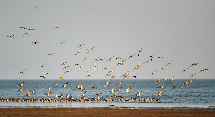 中國春季奇觀：營口數百萬隻候鳥形成“鳥浪”