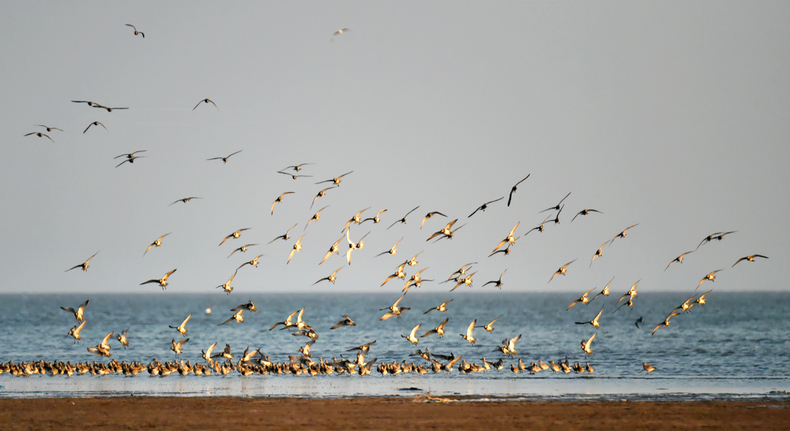 中國春季奇觀：營口數百萬隻候鳥形成“鳥浪”