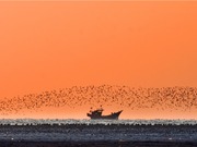 中國春季奇觀：營口數百萬隻候鳥形成“鳥浪”