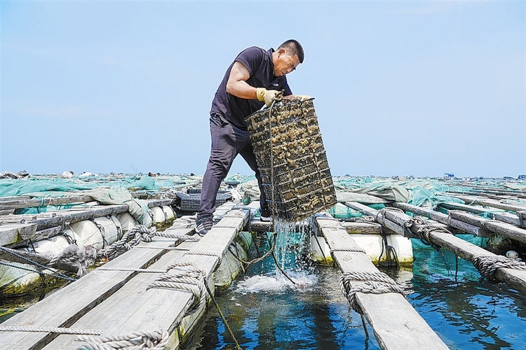 大連：深耕海洋牧場“土專家” 打造生態“藍色糧倉”_fororder_3