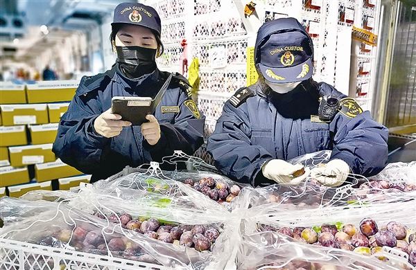 大連海關力促進口水果快速通關