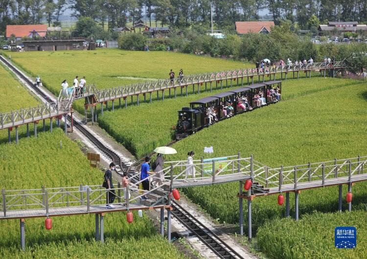 瀋陽市沈北新區：助力農民增收 繪製鄉村振興新圖景_fororder_沈北1