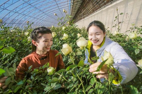 “遼中玫瑰”持續綻放鄉村活力 市花名片越擦越亮_fororder_圖片5_副本