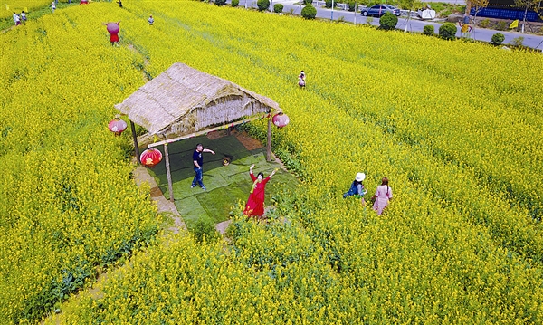 大連金普新區油菜花黃醉遊人