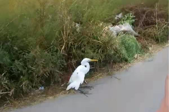 營口大石橋：世界級瀕危大鳥“落難”民警救助脫險_fororder_圖片2_副本