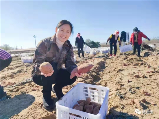 鞍山檢察官駱丹：助力鄉村振興 盡顯赤誠丹心_fororder_金沙蜜薯大豐收 供圖：鞍山市檢察院