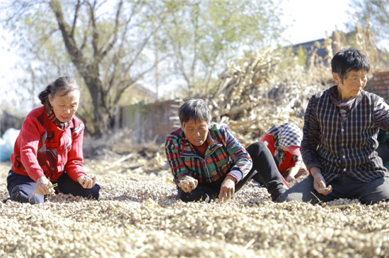 瀋陽遼中區前鴨雞房村：花生落地生“金” 繪就鄉村振興底色_fororder_花生1