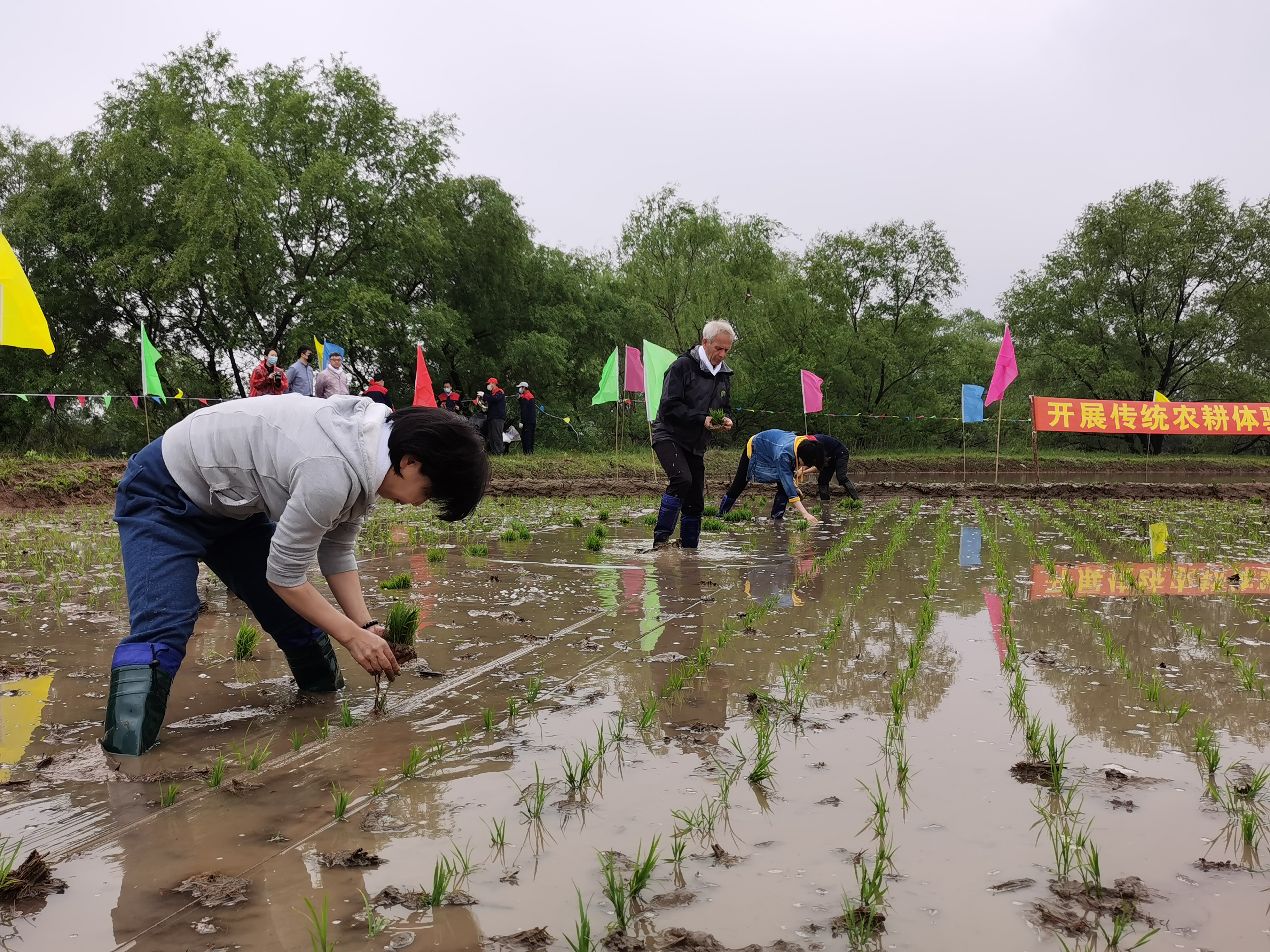 中德嘉賓在瀋陽共耕“友好合作田” 體驗插秧樂趣