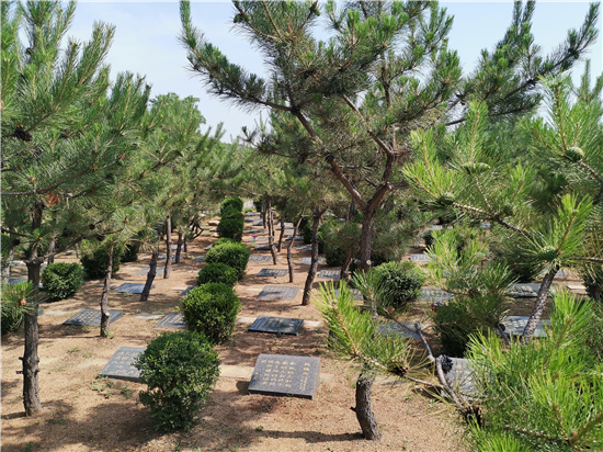 鞍山弘蓮墓園以擁軍為主打造紅色墓園_fororder_青松翠柏下的樹葬 供圖 弘蓮墓園