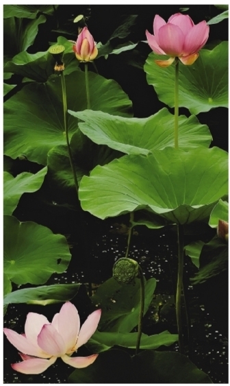 接天蓮葉綠 處處荷花美 瀋陽荷花進入盛花期