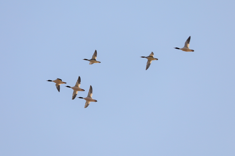 過冬鳥兒聚集渾河岸邊　鳥島成瀋陽熱門打卡地_fororder_鳥島6