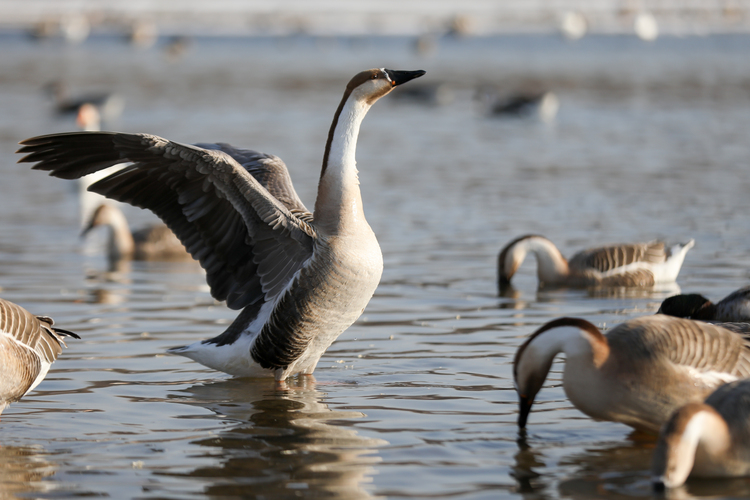 過冬鳥兒聚集渾河岸邊　鳥島成瀋陽熱門打卡地_fororder_鳥島3